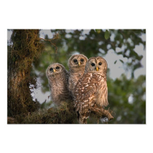USA, Florida, Viera Wetlands. Drei geplagt Fotodruck