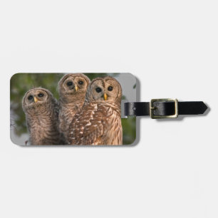 USA, Florida, Viera Wetlands. Drei geplagt Gepäckanhänger