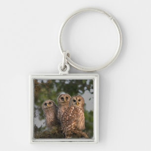 USA, Florida, Viera Wetlands. Drei geplagt Schlüsselanhänger