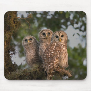 USA, Florida, Viera Wetlands. Drei gestreifte Mousepad
