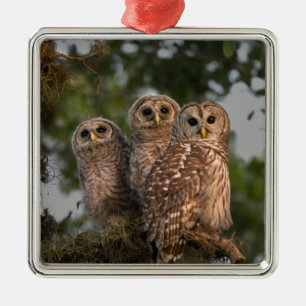 USA, Florida, Viera Wetlands. Drei gestreifte Silbernes Ornament