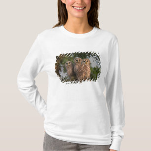 USA, Florida, Viera Wetlands. Drei gestreifte T-Shirt