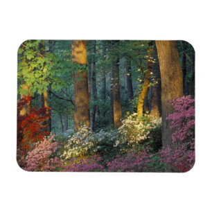 USA, Georgia, Callaway Gardens, Azaleenwald. Magnet