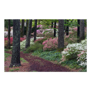 USA, Georgia, Callaway Gardens. Weg Fotodruck
