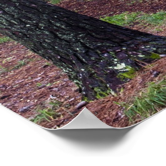 USA, Georgia, Callaway Gardens. Weg Poster (Ecke)