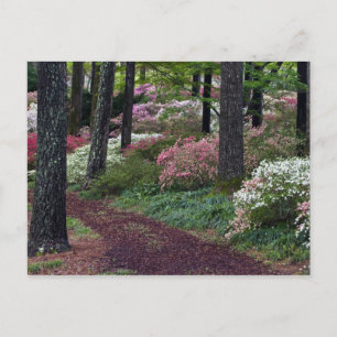 USA, Georgia, Callaway Gardens. Weg Postkarte