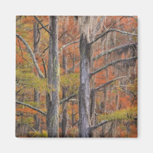 USA, Georgia, George Smith Staat Park, Cypress Magnet