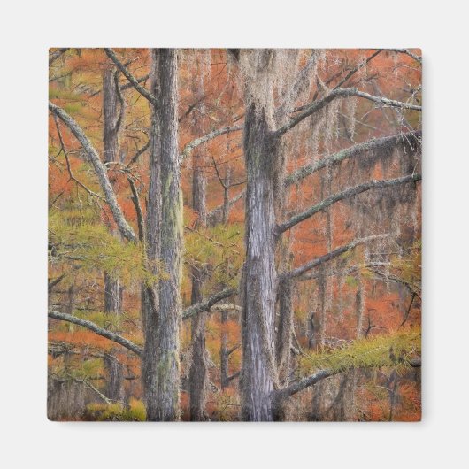 USA, Georgia, George Smith Staat Park, Cypress Magnet (Vorne)