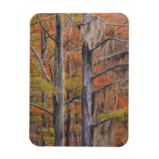 USA, Georgia, George Smith Staat Park, Cypress Magnet (Vertikal)