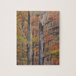 USA, Georgia, George Smith State Park, Zypresse Puzzle