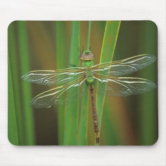 USA, Georgia. Green darner draquelly Mousepad (Vorne)