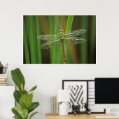 USA, Georgia. Green darner draquelly Poster (Heimbüro)