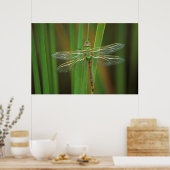 USA, Georgia. Green darner draquelly Poster (Küche)