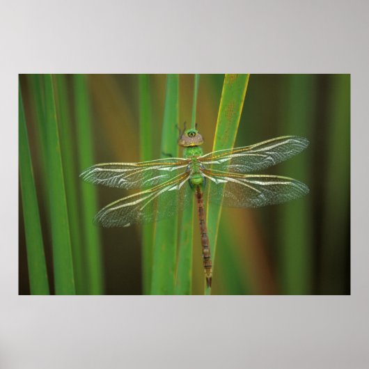 USA, Georgia. Green darner draquelly Poster (Vorne)