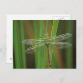 USA, Georgia. Green darner draquelly Postkarte (Vorne/Hinten)
