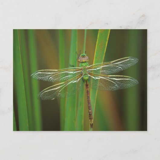 USA, Georgia. Green darner draquelly Postkarte (Vorderseite)