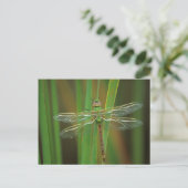 USA, Georgia. Green darner draquelly Postkarte (Stehend Vorderseite)