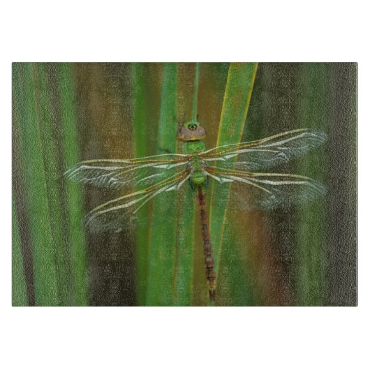 USA, Georgia. Green darner draquelly Schneidebrett (Vorderseite)