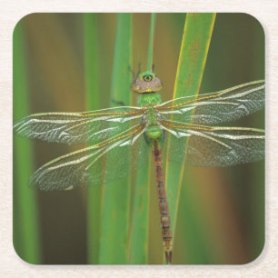USA, Georgia. Grüne Darner Libelle auf Schilf Rechteckiger Pappuntersetzer