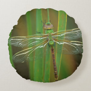 USA, Georgia. Grüne darner Libelle auf Schilfen Rundes Kissen