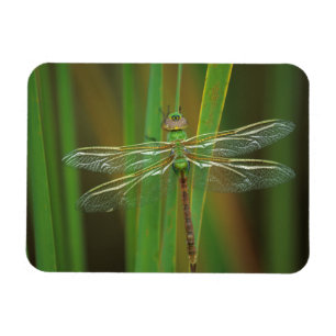 USA, Georgia. Grüne Darner Libelle auf Schilfrohr Magnet