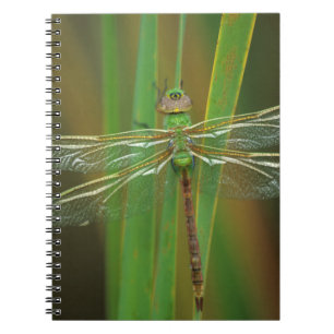 USA, Georgia. Grüne Darner Libelle auf Schilfrohr Notizblock