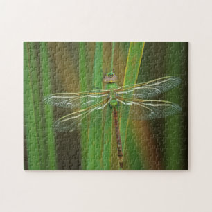 USA, Georgia. Grüne Darner Libelle auf Schilfrohr Puzzle