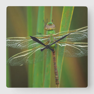 USA, Georgia. Grüne Darner Libelle auf Schilfrohr Quadratische Wanduhr