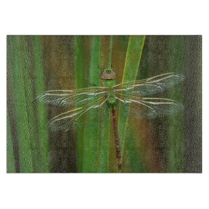 USA, Georgia. Grüne Darner Libelle auf Schilfrohr Schneidebrett