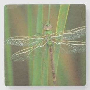 USA, Georgia. Grüne Darner-Libelle auf Schilfrohr Steinuntersetzer