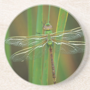 USA, Georgia. Grüne Darner Libelle auf Schilfrohr Untersetzer
