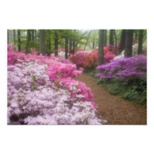 USA; Georgia; Pine Mountain. Azaleen am 2. Fotodruck