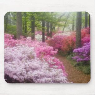 USA; Georgia; Pine Mountain. Azaleen bei Mousepad