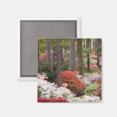 USA, Georgia, Pine Mountain. Ein Wald aus Magnet (Vorderseite/Rückseite)