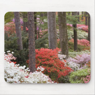 USA, Georgia, Pine Mountain. Ein Wald aus Mousepad