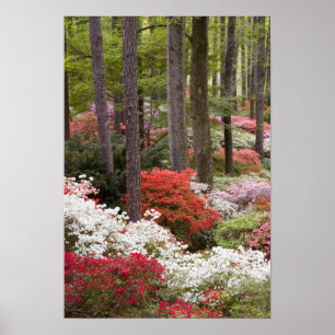 USA, Georgia, Pine Mountain. Ein Wald aus Poster