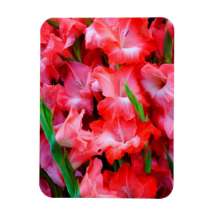 USA, Georgia, Savannah, Blumenstrauß aus Gladiolen Magnet