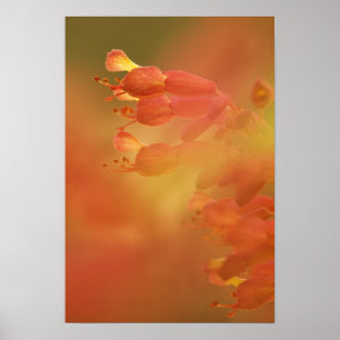 USA Georgia Savannah Buckeye Blume abstrakt Poster