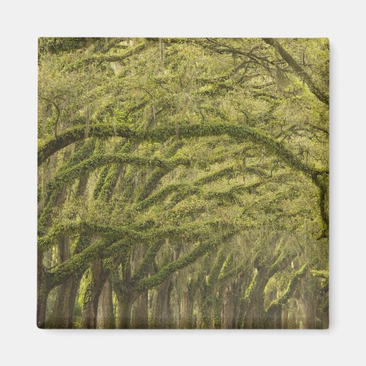 USA; Georgia; Savannah. Eichen mit Magnet (Vorne)