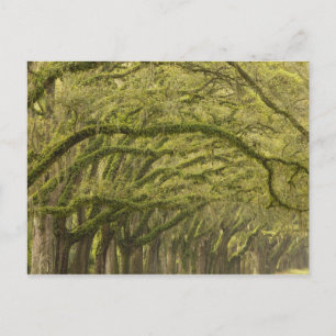 USA; Georgia; Savannah. Eichen mit Postkarte