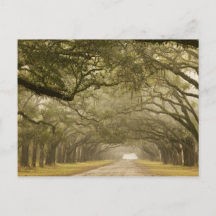 USA, Georgia, Savannah, Eine von Eichen gesäumte A Postkarte