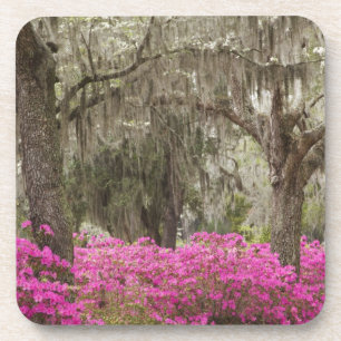USA, Georgia, Savannah, Frühling bei Historic Untersetzer