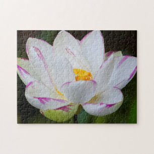 USA, Georgia, Savannah, Lotosblüte blühend Puzzle