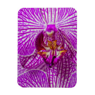 USA, Georgia, Savannah, Nahaufnahme einer Orchidee Magnet