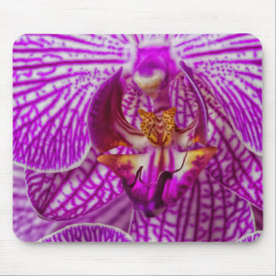 USA, Georgia, Savannah, Nahaufnahme einer Orchidee Mousepad