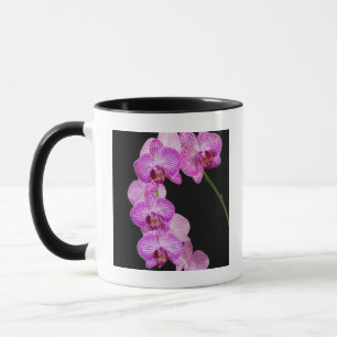 USA, Georgia, Savannah, Orchideen-Cluster 2 Tasse
