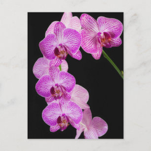 USA, Georgia, Savannah, Orchideencluster 2 Postkarte