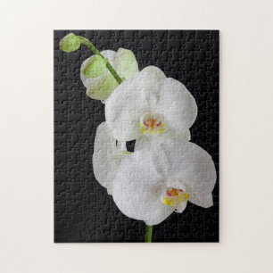 USA, Georgia, Savannah, Orchideencluster Puzzle