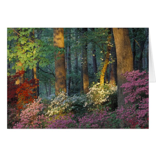 USA, Georgien, Callaway Gardens, Azalea Wald. (Vorderseite (Horizontal))
