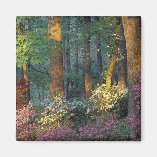 USA, Georgien, Callaway Gardens, Azalea Wald. Magnet (Vorne)